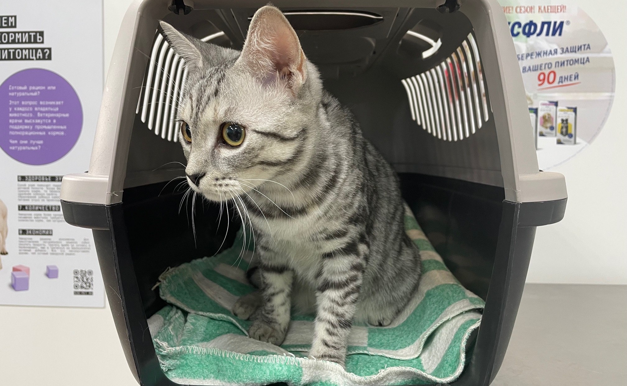 Саратовские ветеринары спасли кота Ваську, проглотившего ёлочный дождик